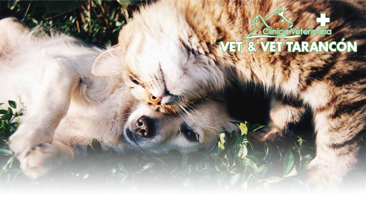 Clínica Veterinaria Vet&Vet Tarancón | La salud de tu mascota, tu tranquilidad